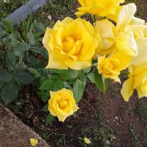 Meet your Posher, Noah